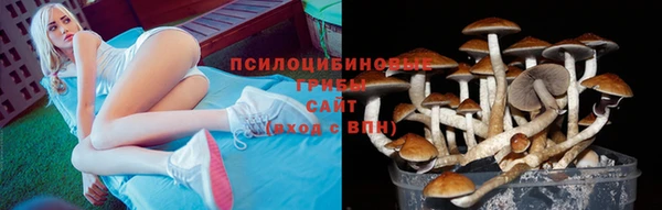 крисы Аркадак