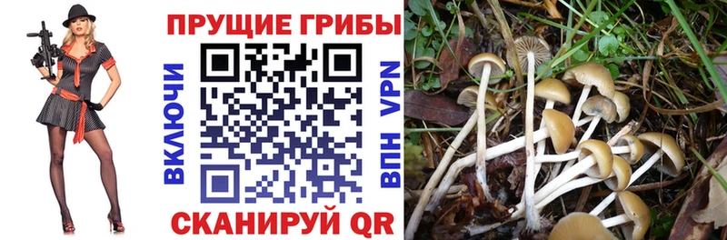 Псилоцибиновые грибы Magic Shrooms Купить где Богданович